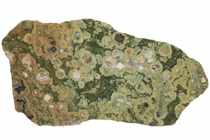 Polished Rainforest Jasper (Rhyolite) Section - Australia #211756